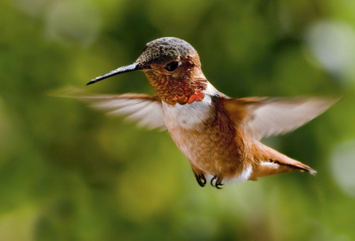 �������� �������